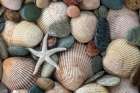 USA, Washington State, Seabeck. Close-up of cockle shells and beach rocks. Art Print
